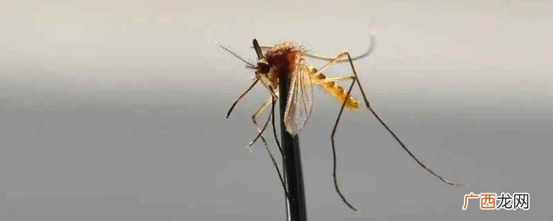 傻熊为什么砍不死蚊子