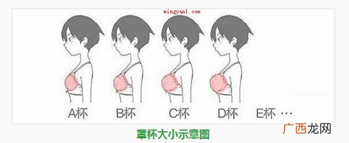 罩杯的墙体则由其深层决策 罩杯abcd怎么计算?