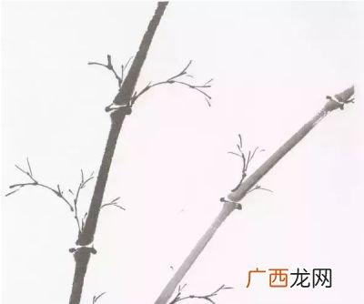 国画写意竹子怎么画能密而不乱,水墨画竹子需要什么纸？