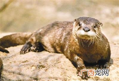水獭和水貂的区别,貂和水獭的区别?