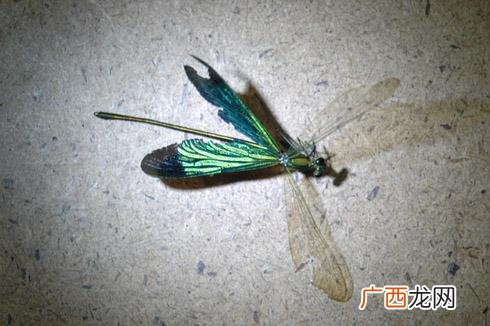 蜻蜓一共有几种颜色,红青蜻蜓是什么？