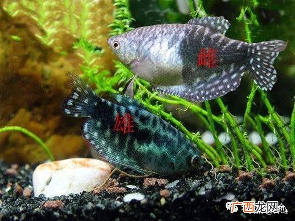黄曼龙鱼繁殖,黄曼龙公母图片?
