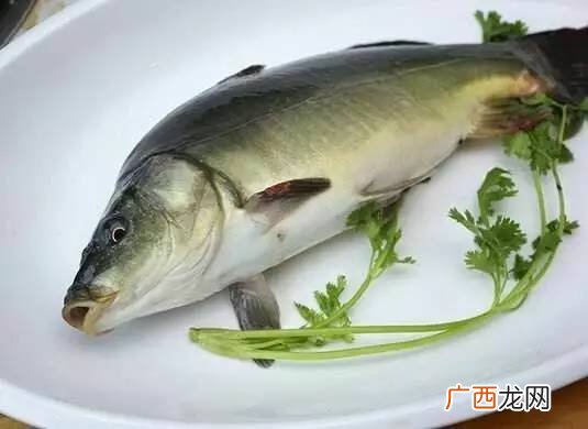 斑鱼是什么鱼,石斑鱼百科?