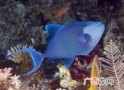 炮弹鱼的种类,深水鱼的稀有品种？