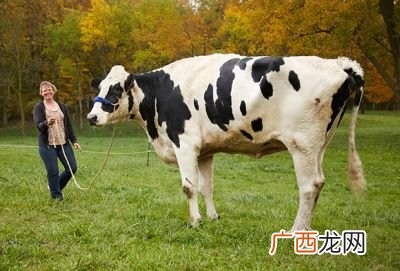 世界上最大的牛,世界最大良种黄牛是哪一种牛?