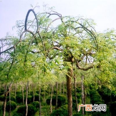 光秃秃是什么意思,raeb组成什么单词?