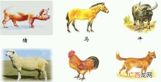 六畜指的是什么,六畜是指哪六种动物？