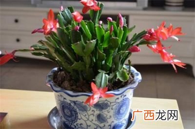 蟹爪兰夏季怎么养,夏季蟹爪兰可以每天喷水吗？