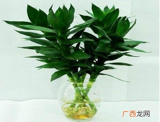 富贵竹的养殖方法是什么,富竹的养殖方法？