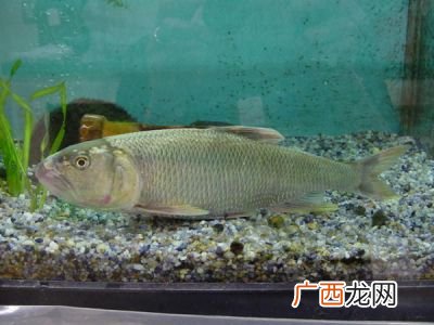 什么是马口鱼,马口鱼东北俗名?