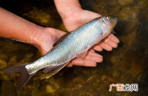 安康鱼是海鱼还是淡水鱼,舟山最多的淡水鱼？