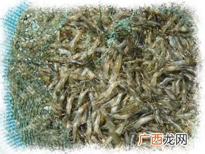 草虾吃什么,草虾吃草吗？
