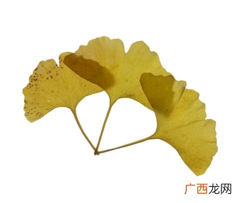 银杏叶的寓意,银杏叶吊坠的寓意？