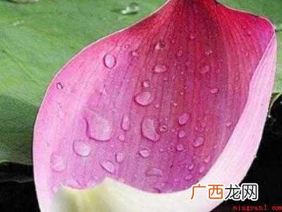 各花树花怎么吃