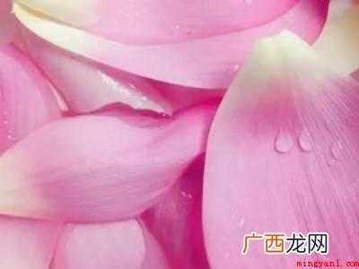 各花树花怎么吃