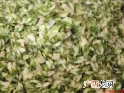 洋槐树花怎么吃