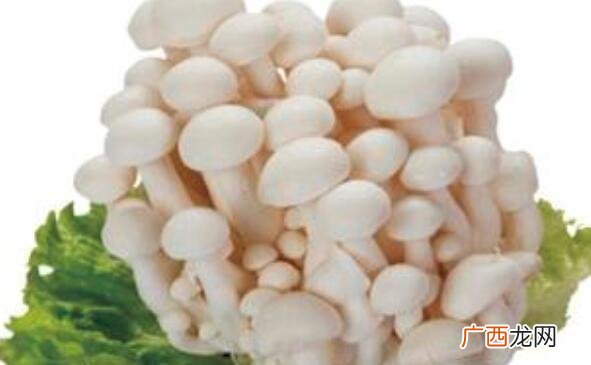 香菇和白玉菇的营养价值区别 香菇和白玉菇的区别