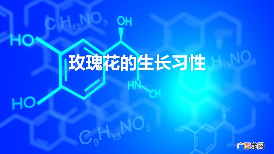 玫瑰花的生长习性（种植玫瑰花)