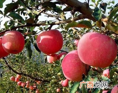一个成熟苹果多少克,形容秋天苹果成熟的语句？