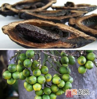 什么是槟榔,网络上说的槟榔什么意思？