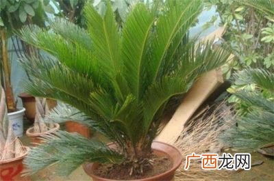 苏铁属于什么植物,银杏和苏铁是我国的几级保护植物？