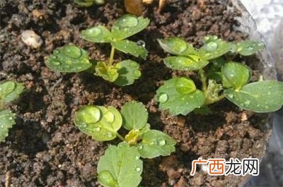 草莓什么时候发芽,草莓种子什么时候发芽最快?