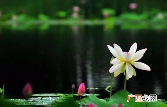 清净是什么意思,清净光明什么意思？