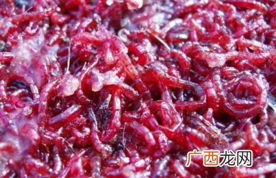 红虫怎么养,红虫养殖全过程？