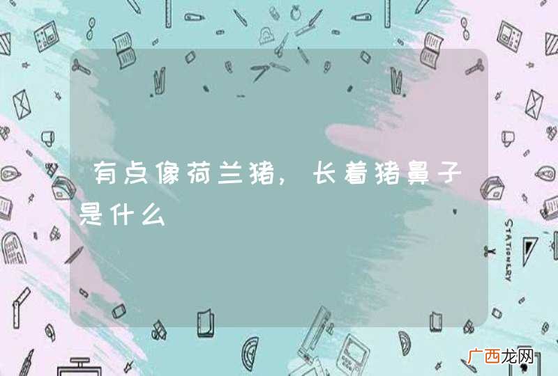 有点像荷兰猪,长着猪鼻子是什么