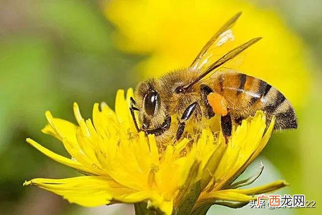 蜜蜂属于蜜蜂科什么属,蜜蜂是马蜂吗？