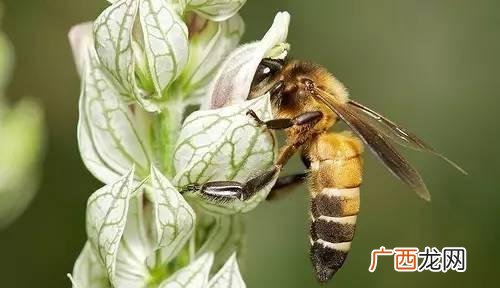 蜜蜂属于蜜蜂科什么属,蜜蜂是马蜂吗？