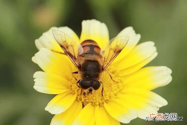 蜜蜂属于蜜蜂科什么属,蜜蜂是马蜂吗？