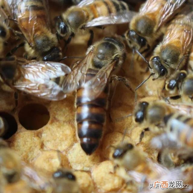 蜜蜂属于蜜蜂科什么属,蜜蜂是马蜂吗？