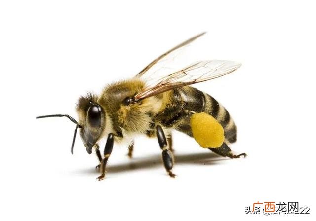 蜜蜂属于蜜蜂科什么属,蜜蜂是马蜂吗？