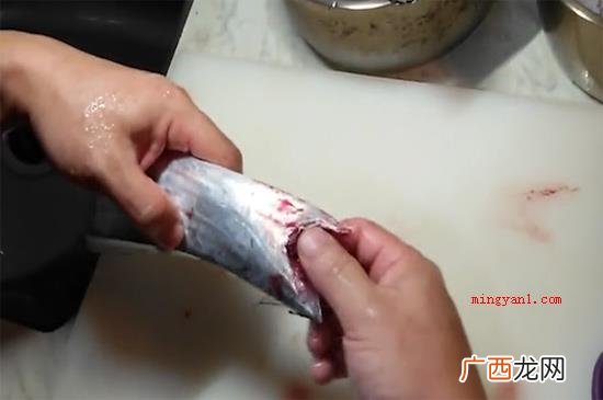 解决带鱼最先要把带鱼盘起来,抽出来鱼身上的鱼鳍后,用剪子剪去 带鱼怎么处理干净