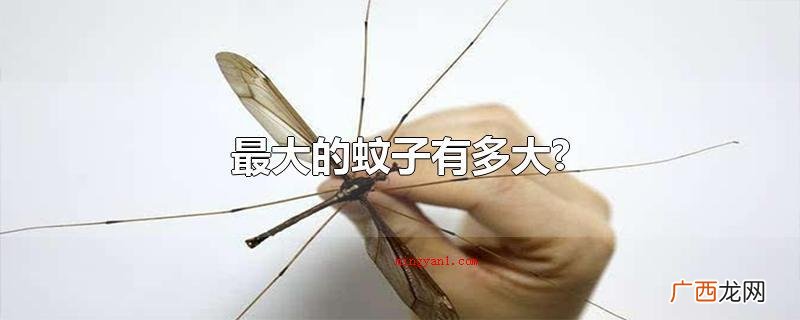 最大的蚊子有多大?_健康频道 最大的蚊子有多大?