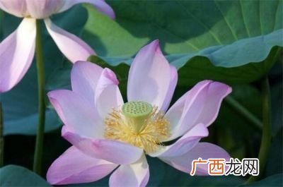如何养殖莲花,盆莲的养殖方法？