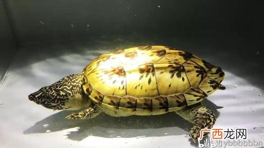 墨西哥蛋龟怎么养,墨西哥巨蛋龟应该怎么饲养，应该注意些什么？