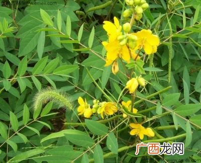 蛇灭门真能驱蛇吗,什么农药可以驱蛇？