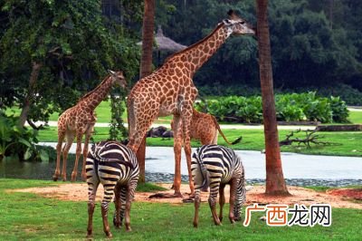 长隆野生动物园在哪里,广州长隆野生动物园属于哪个公司?