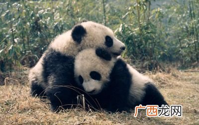 关于国宝大熊猫的信息有哪些,大熊猫的资料完整介绍？
