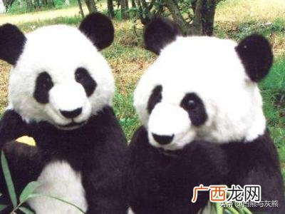关于国宝大熊猫的信息有哪些,大熊猫的资料完整介绍？