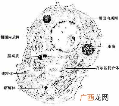 细胞的结构包括什么,100细胞的基本结构由哪几部分组成?