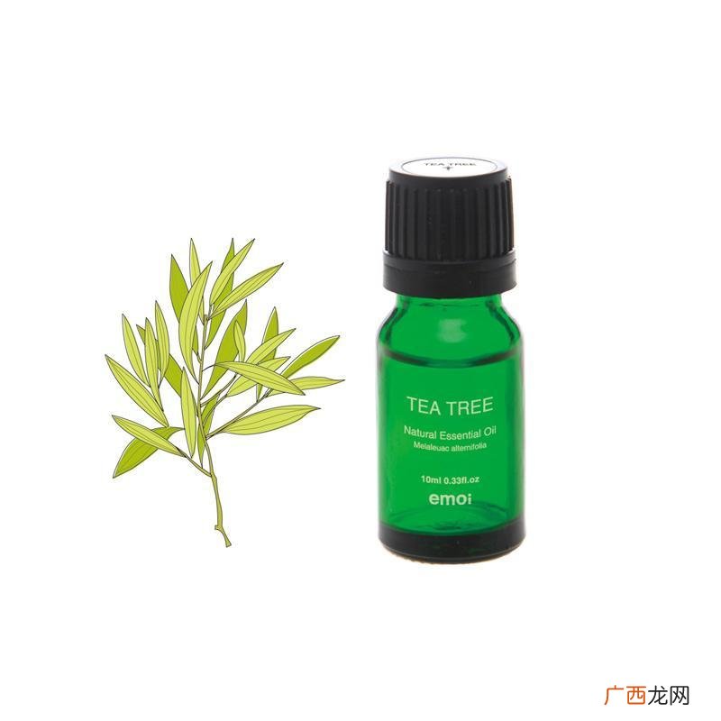 什么是茶树精油,茶树菇茶树精油和茶树有什么关系？