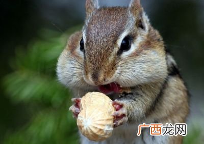 花栗鼠&仓鼠,花栗鼠的饲养温度?