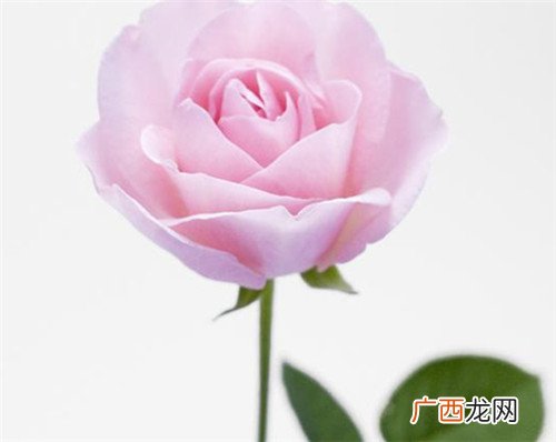 5朵玫瑰花代表什麽意思,56爱情数字是什么意思？
