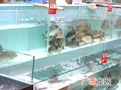新鲜活鲍鱼怎么保存,新鲜鲍鱼如何冷冻保存？