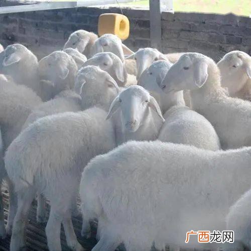 胡羊一胎生几只,湖羊的产羔率？