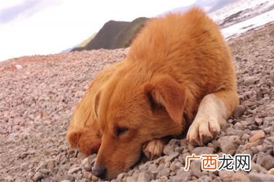 狗狗每天需要睡多少个小时,2个月的小狗喜欢睡觉好不好？
