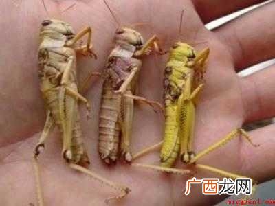 油炸蚂蚱怎么吃